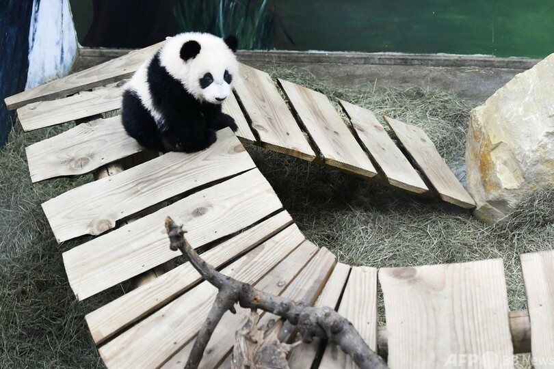 オランダ生まれのパンダ「ファンシン」 すくすく成長