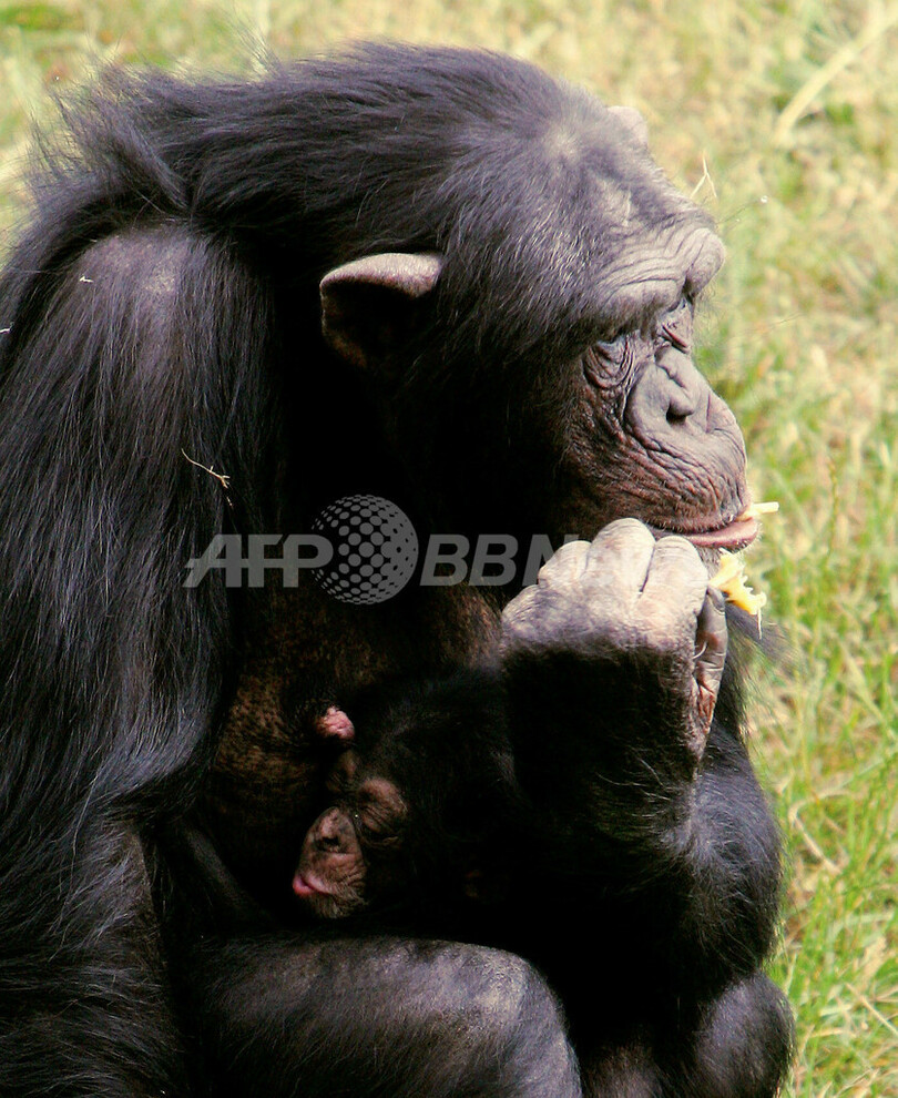 チンパンジーだって子育ては大変!?　独動物公園