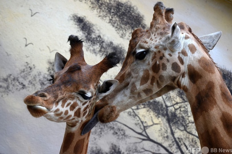 仲むつまじいキリンの親子 仏動物園 写真枚 国際ニュース Afpbb News