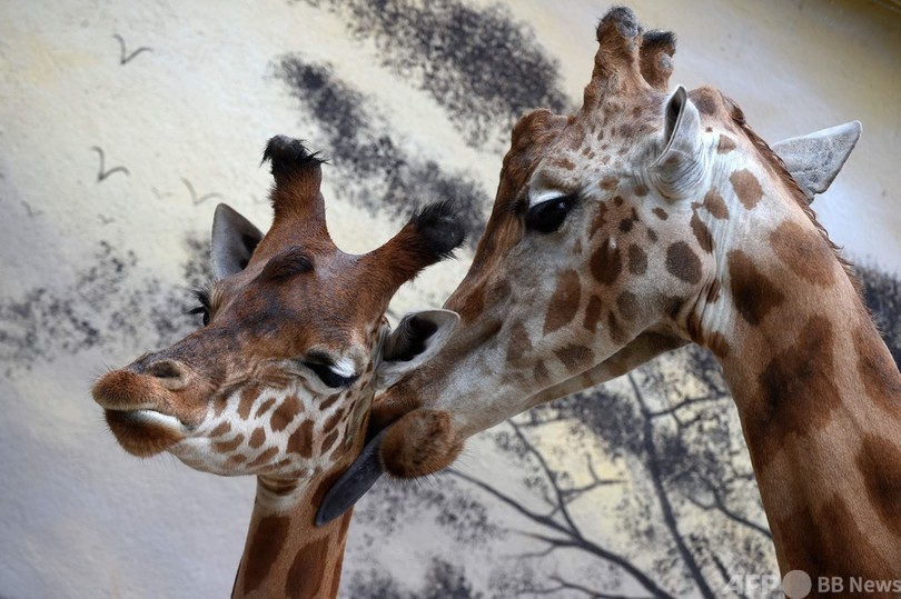 仲むつまじいキリンの親子 仏動物園 写真枚 国際ニュース Afpbb News 仲むつまじいキリンの親子 仏動物園 写真枚 国際ニュース Afpbb News