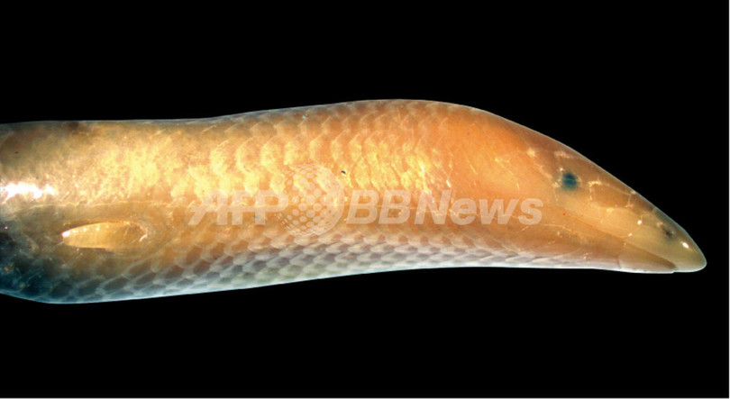 マダガスカルで新種の白いトカゲ発見、「白鯨」にちなみ命名 マダガスカルで新種の白いトカゲ発見、「白鯨」にちなみ命名