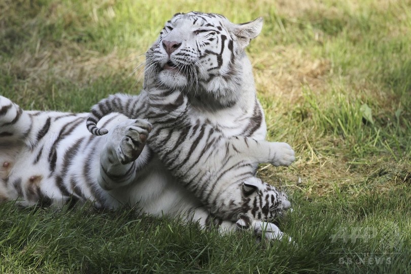 たっぷり遊んだ後はぐっすり ホワイトタイガーの赤ちゃん 写真枚 国際ニュース Afpbb News