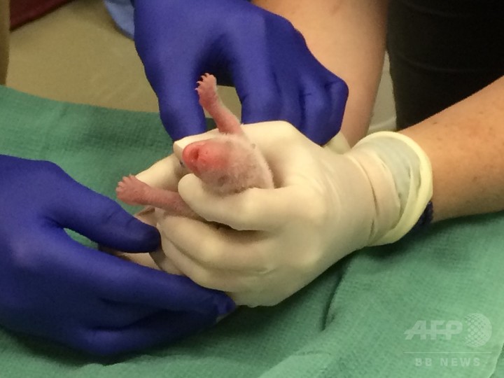 米首都で誕生の双子パンダ、体の小さい方が死ぬ 米首都で誕生の双子パンダ、体の小さい方が死ぬ