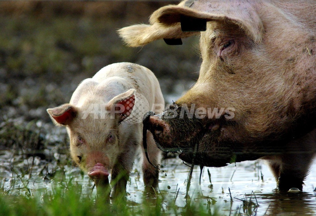 英、ブタの精液を中国に輸出へ 英、ブタの精液を中国に輸出へ
