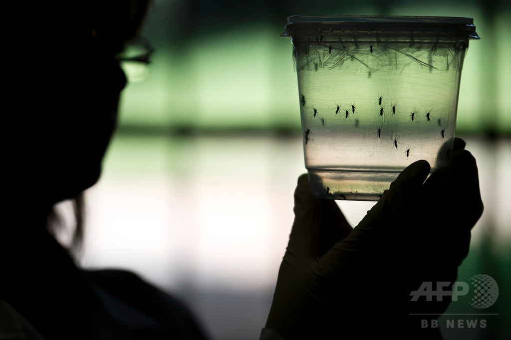 「ジカウイルス、発見以降大きな進化」、研究 「ジカウイルス、発見以降大きな進化」、研究