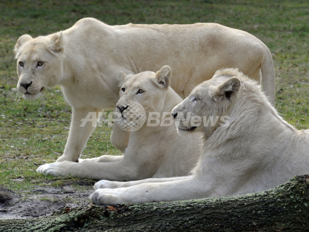 img_ab781a4abc090cc8b5404b88e8