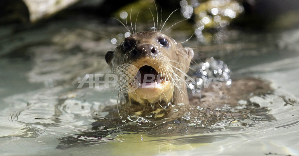 ただいま水泳の練習中 独動物園のオオカワウソの赤ちゃん 写真3枚 国際ニュース Afpbb News