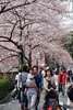16日に桜の開花宣言が出された東京都心で春分の日の20日、多くの人々が街に出て満開に近づく桜を眺めた（2013年3月20日撮影）。(c)AFP/Yoshikazu TSUNO