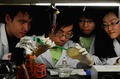シャーレ内で育つバクテリアを見せる香港中文大学（Chinese University of Hong Kong）の学生チーム（2010年12月28日撮影）。(c)AFP/MIKE CLARKE