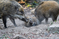 野生のイノシシ。香港の仔郊野公園で（2019年1月25日撮影）。(c)Anthony WALLACE / AFP
