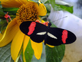ドクチョウの一種「Heliconius erato demophoon」（2016年6月1日提供）。(c)AFP/Nature / Dept. of Animal and Plant Sciences / University of Sheffield / Nicola Nadeau