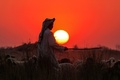 イラク・バビロンのアルカシム近郊で、夕方に羊を連れて帰る羊飼い（2024年11月15日撮影）。(c)Karar Jabbar / AFP