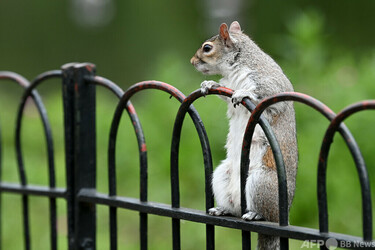 確認用　海外　初期　リス 外来種のリス、増え過ぎで避妊薬 英政府が検討 写真2枚 国際ニュース