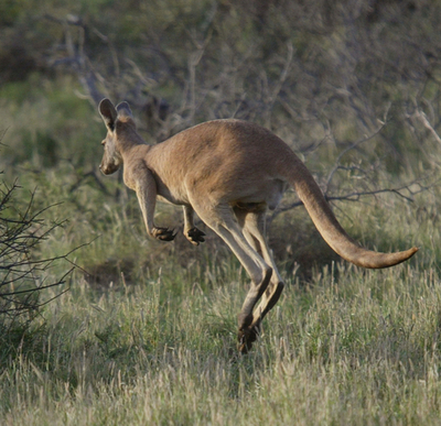 フランスのテーマパークでカンガルー15匹が逃走