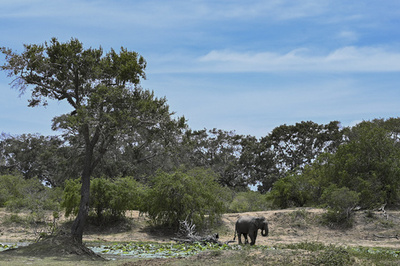 洪水で若いゾウ7頭溺れ死ぬ  スリランカ
