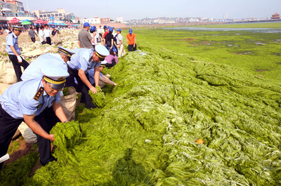 五輪ヨット競技の開催地・青島、緑藻類が海岸に大発生