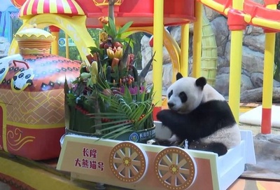 世界で唯一の三つ子パンダが10歳の誕生日 ギネス世界記録が二つの認定