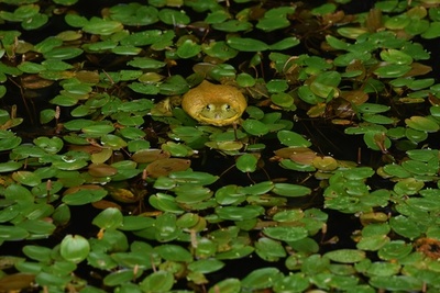 侵入生物種、中国の「一帯一路」で拡大か 研究