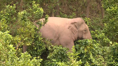 野生のアジアゾウ、食料を求め民家に 雲南・プーアル