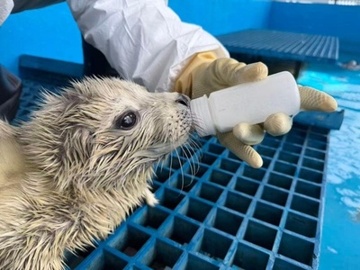 中国で救助された完全盲目のゴマフアザラシが出産