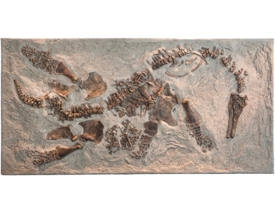 海に生きた首長竜プレシオサウルス、赤ちゃん産み育てていた 胎児化石を確認