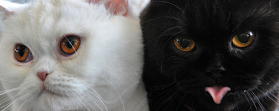 「ブリュッセル封鎖」でネコ画像ツイートが大流行 ベルギー