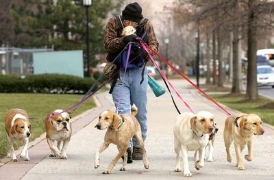 飼い主だけでなくペットの肥満も増加、米国