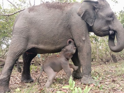 絶滅危惧のスマトラゾウの赤ちゃん誕生 インドネシア