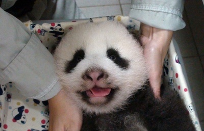 台湾の赤ちゃんパンダ、最新画像を公開