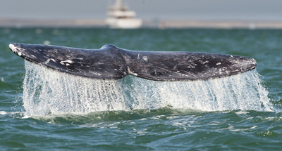 組織の「現代化」求める声、IWC総会