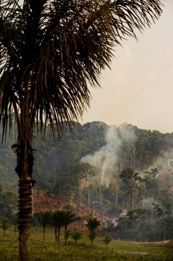 アマゾン熱帯雨林がCO2排出源に？米研究チーム