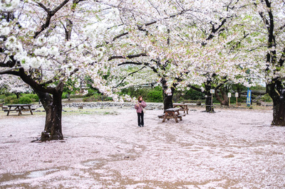 今年の桜もそろそろ終盤に 公園には桜の絨毯も 都内