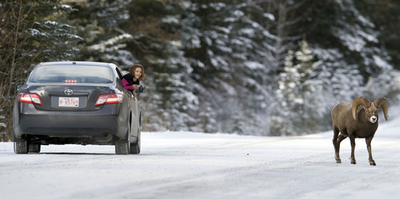 バンフで出会った動物たち