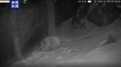 中国の秦嶺山脈 野生の茶色パンダを再び確認