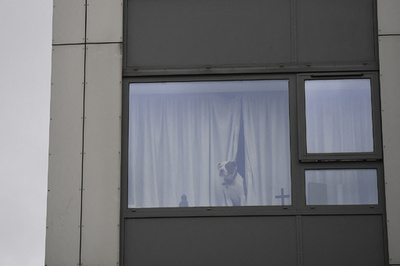 犬から飼い主に電話、「ドッグフォーン」開発中