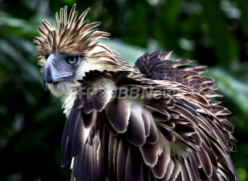 勇壮なフィリピンワシ、絶滅の危機に