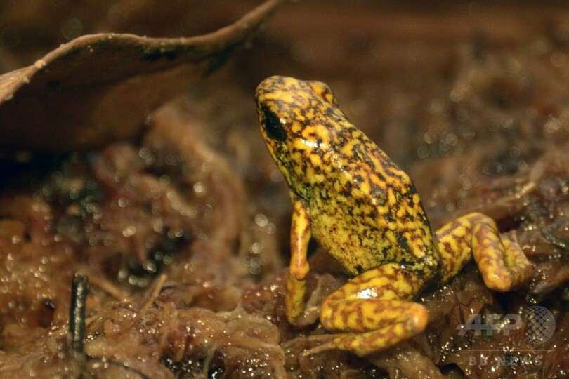 カエルを6万円超で「倫理的に」売る企業、希少種の救世主に？ エクアドル