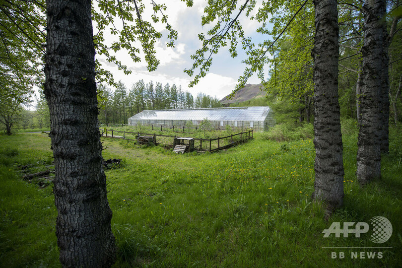 バイキングが絶やした緑を取り戻せ、アイスランド森林再生の矛盾