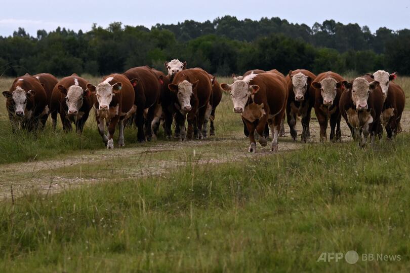 トルコが入港拒否した船で牛数十頭死ぬ 動物愛護団体