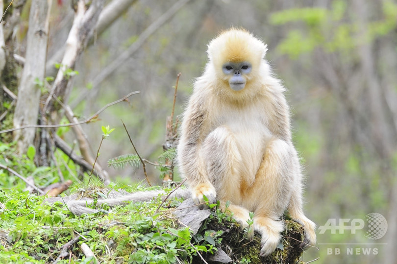 写真特集 めったに見られないキンシコウや華南トラ 中国の希少動物 写真18枚 国際ニュース Afpbb News