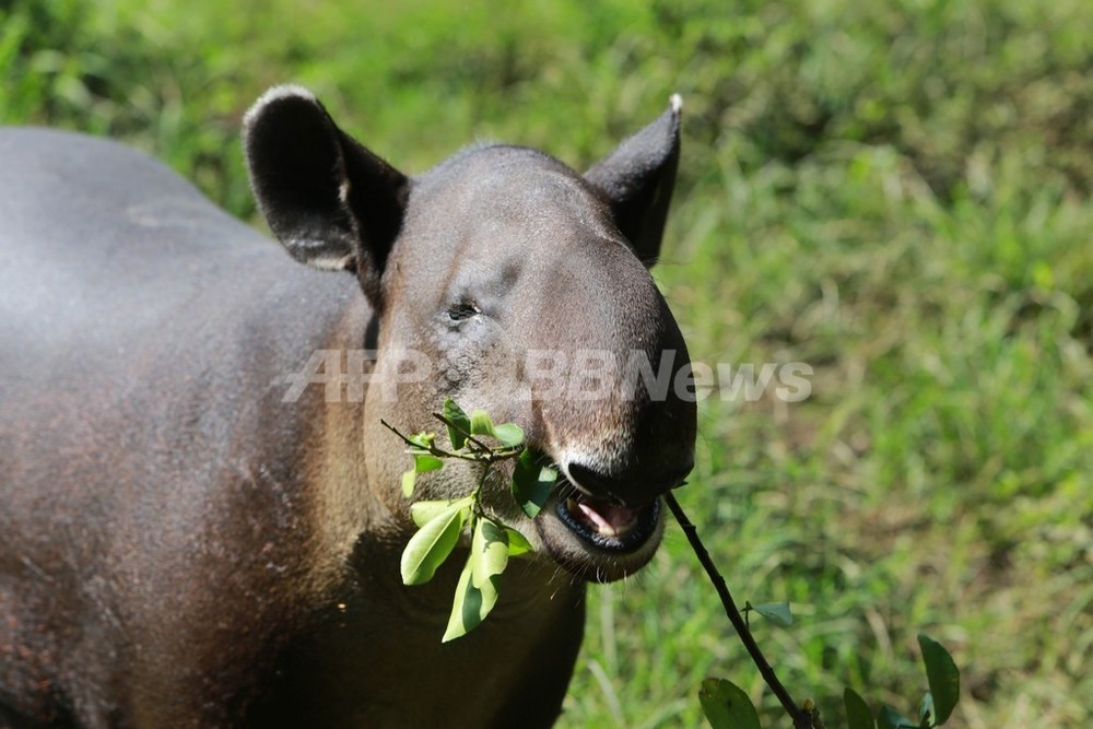絶滅危惧種のバクを守れ ニカラグア国立動物園の取り組み 写真4枚 国際ニュース Afpbb News