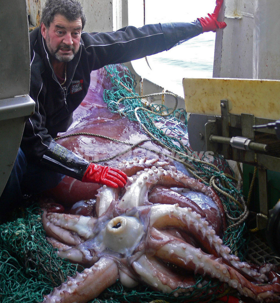 南極海で捕獲の世界最大のイカ 実は 小物 の可能性も 写真2枚 国際ニュース Afpbb News