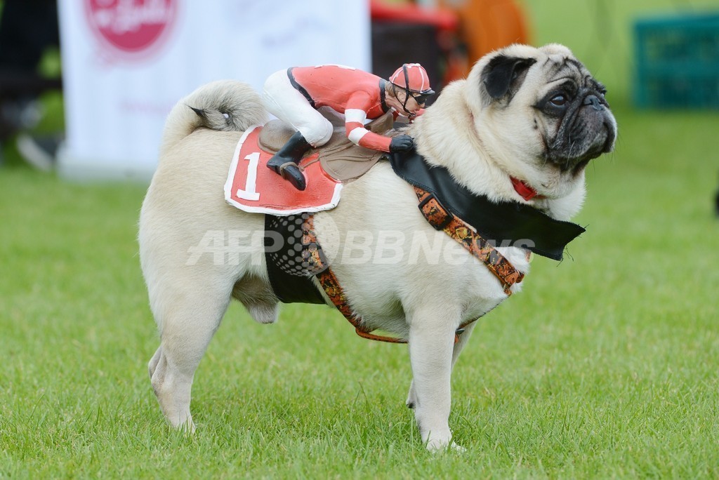 パグとブルドッグが大集合、ドイツのレース競技会