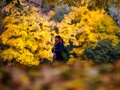 ロシア・モスクワで、秋のツァリツィノ公園を歩く女性（2021年10月4日撮影）。(c)DIMITAR DILKOFF / AFP