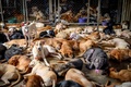 タイ・バンコクの郊外にある野良犬の保護施設に収容された犬たち（2020年4月6日撮影）。(c)Mladen ANTONOV / AFP