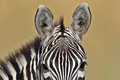ケニアのマサイマラ（Masai Mara）国立保護区に隣接したOlare Orok保護区で撮影されたシマウマ（2008年7月30日撮影）。(c)AFP/TONY KARUMBA