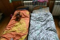 ウクライナのハンガリーとの国境に近いペレフレスチャで、避難してきた孤児の宿泊施設になっている学校のベッドに置かれたテディベア（2022年3月7日撮影）。(c)ATTILA KISBENEDEK / AFP 