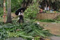 台風14号が上陸した中国・福建省のアモイで、木の枝が散乱した路上を歩く女性（2016年9月15日撮影）。(c)AFP