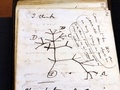 英ケンブリッジ大学図書館に返還された、チャールズ・ダーウィンが1837年に「生命の樹」を記したノート。同図書館提供（2022年4月5日公開）。(c)AFP PHOTO / STUART ROBERTS / UNIVERSITY OF CAMBRIDGE LIBRARY