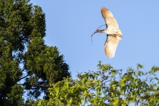 現代の不死鳥 トキが日本によみがえる